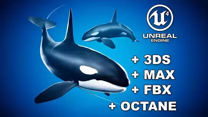 Orca Killer Whale - Animated - Octane Support Low-poly 3D model