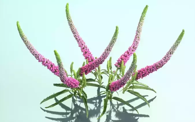 Summer Lilac Buddleja Davidii Butterfly Bush Low-poly 3D model