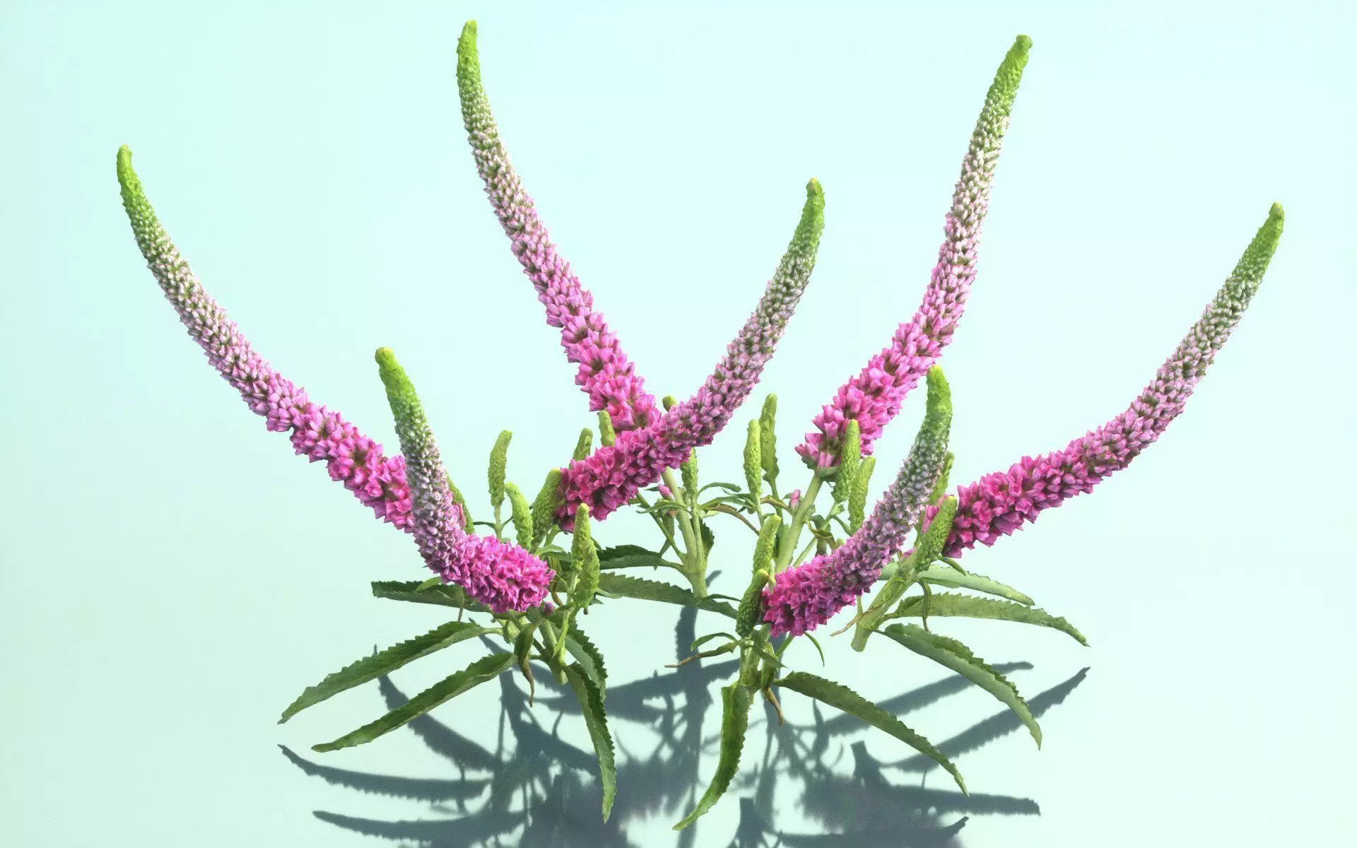 Summer Lilac Buddleja Davidii Butterfly Bush Low-poly 3D model_0