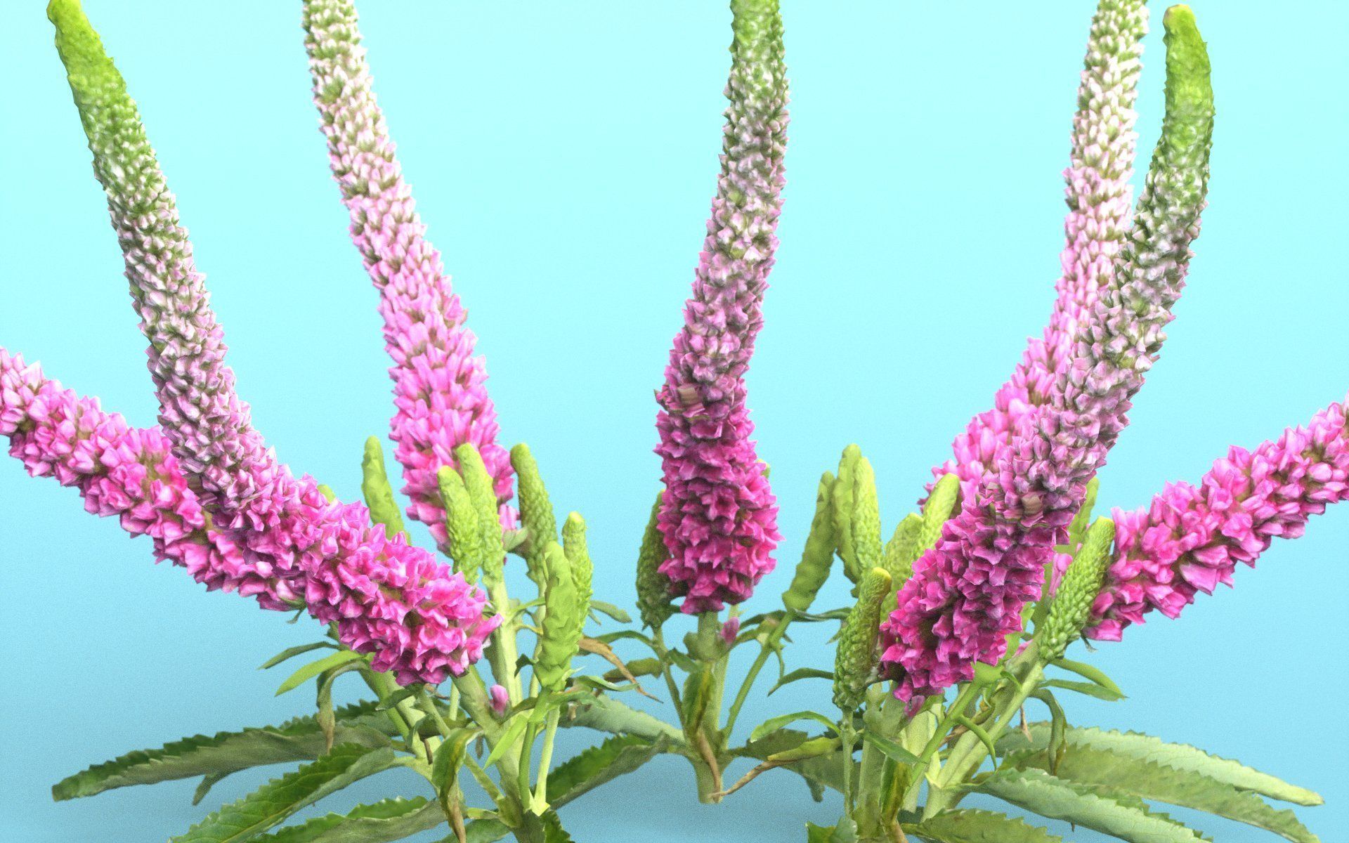 Summer Lilac Buddleja Davidii Butterfly Bush Low-poly 3D model_3