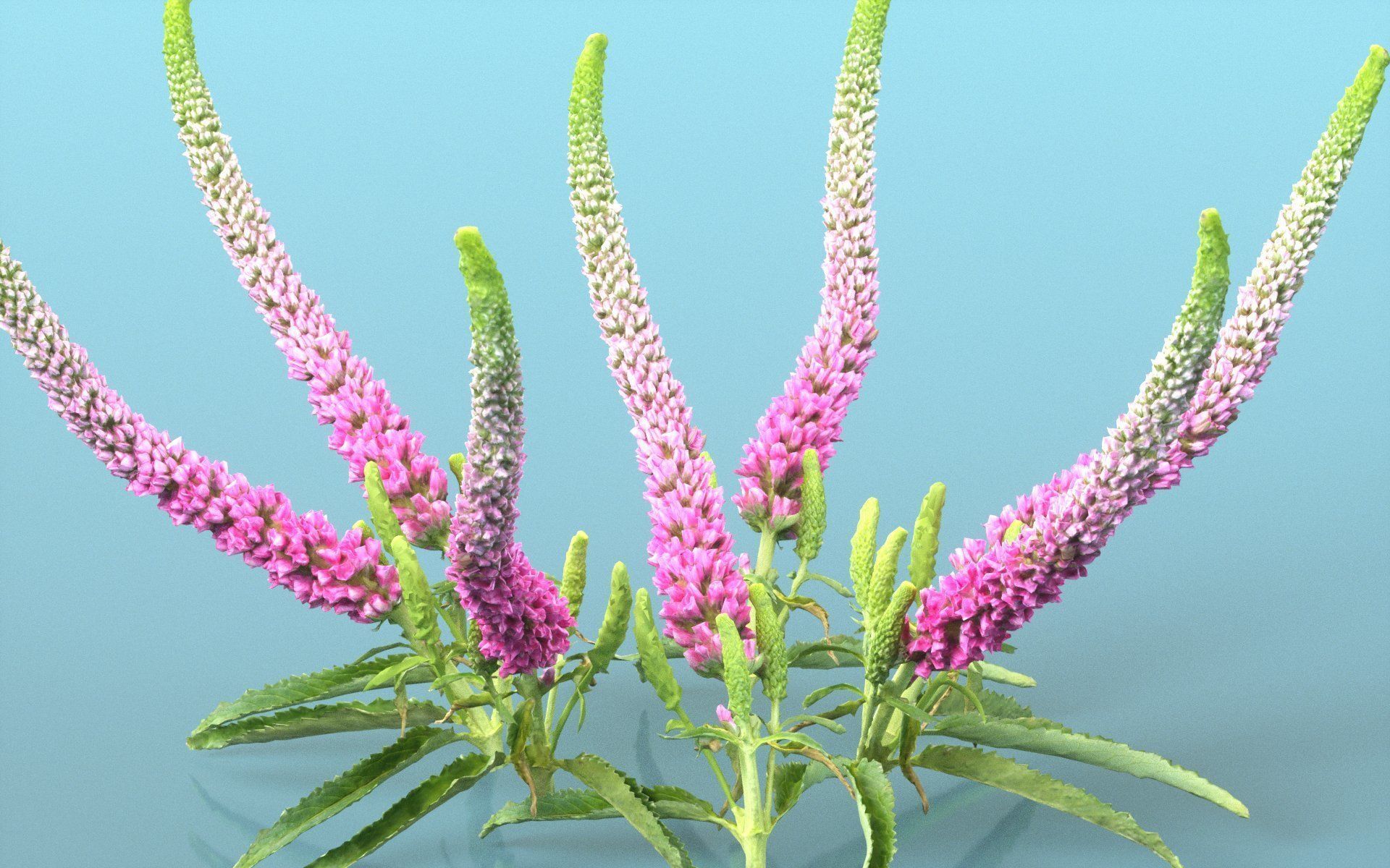 Summer Lilac Buddleja Davidii Butterfly Bush Low-poly 3D model_4
