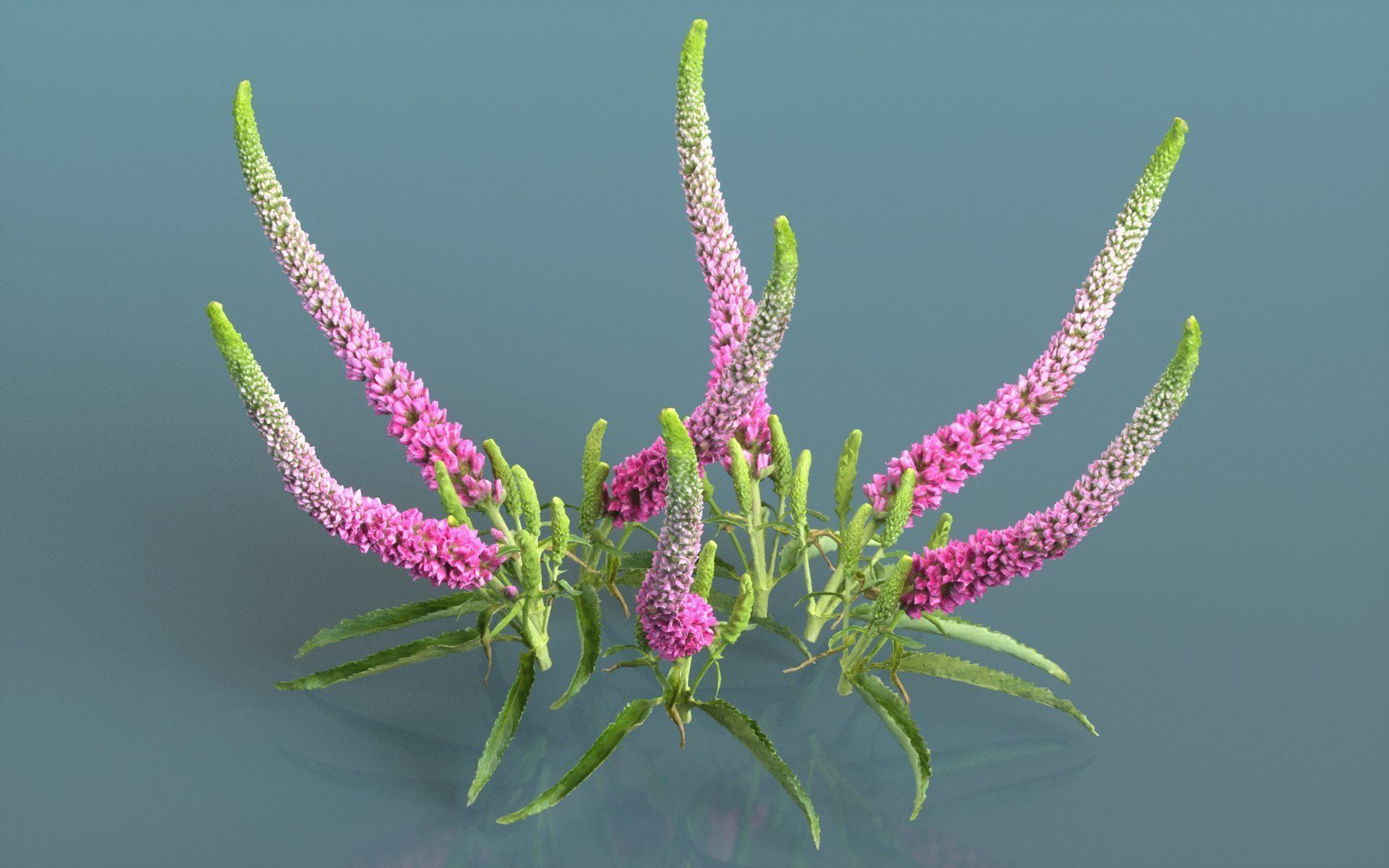 Summer Lilac Buddleja Davidii Butterfly Bush Low-poly 3D model_1