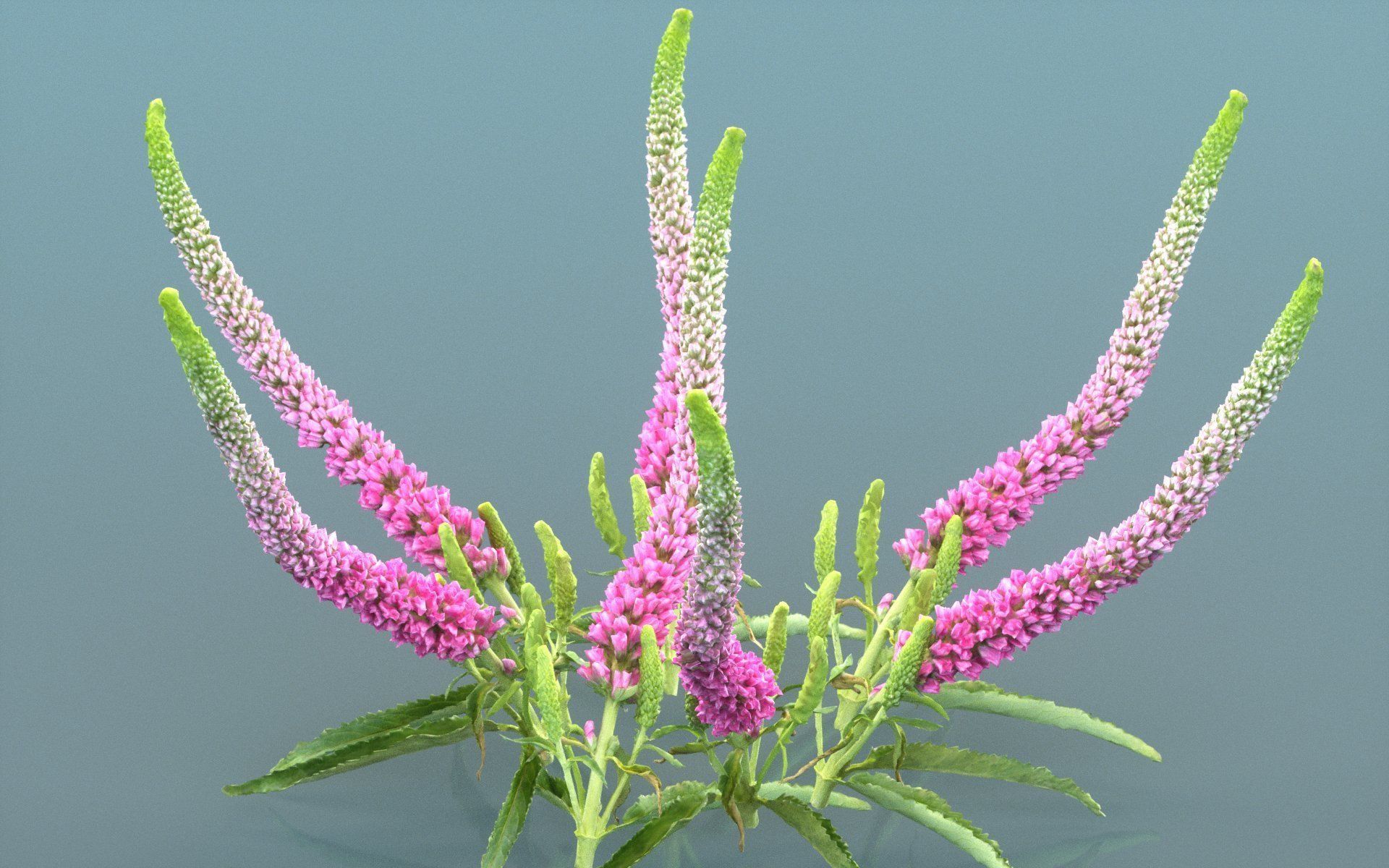 Summer Lilac Buddleja Davidii Butterfly Bush Low-poly 3D model_5