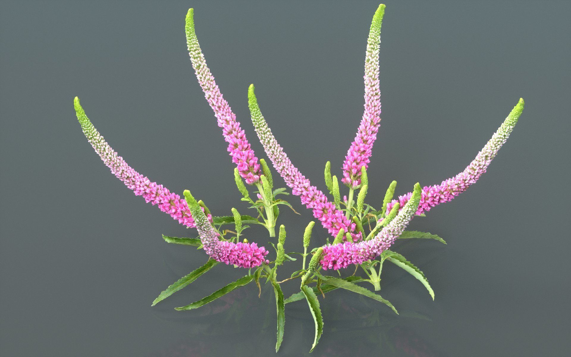 Summer Lilac Buddleja Davidii Butterfly Bush Low-poly 3D model_2