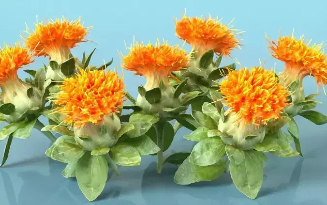 Safflower Carthamus Tinctorius Low-poly 3D model