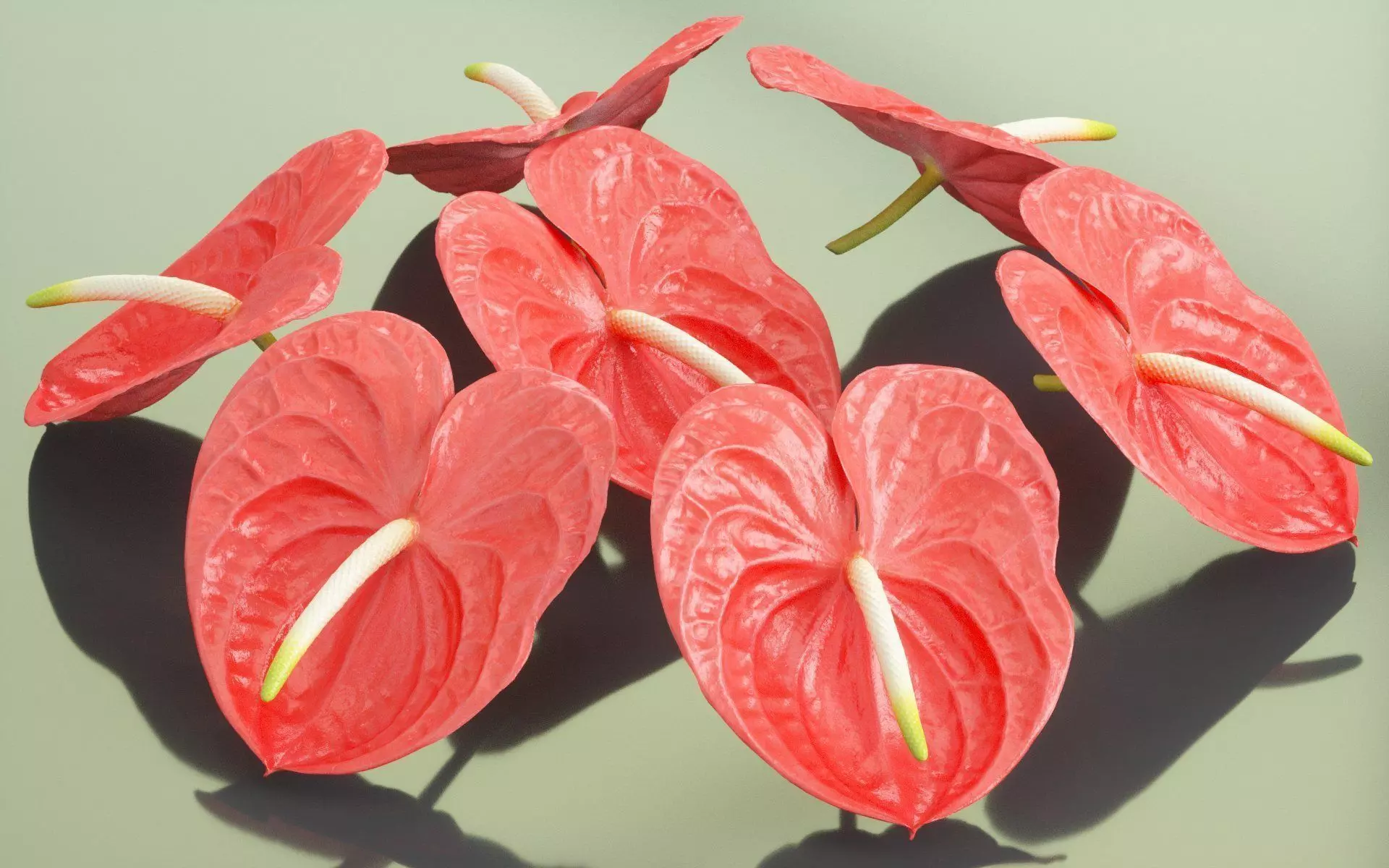 Painters Palette Anthurium Andraeanum Laceleaf Low-poly 3D model_0