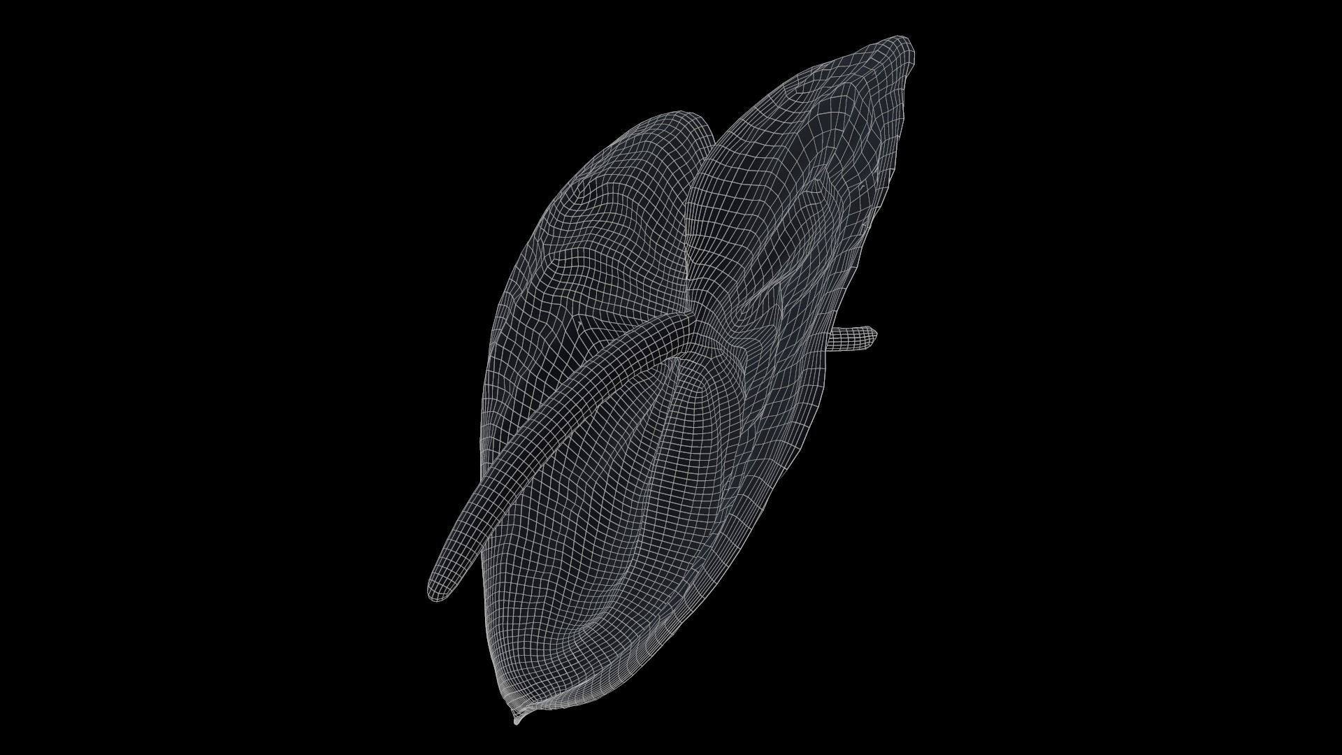 Painters Palette Anthurium Andraeanum Laceleaf Low-poly 3D model_6