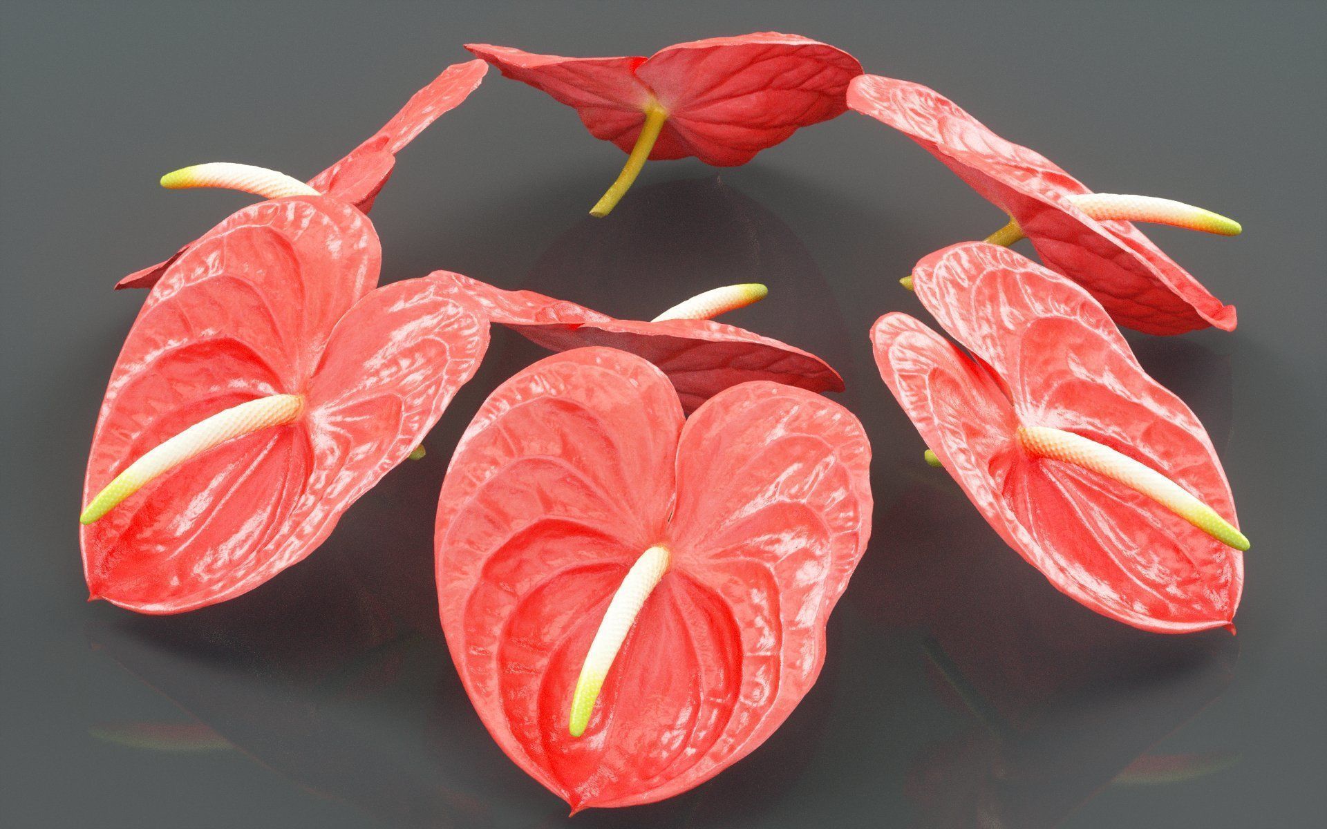 Painters Palette Anthurium Andraeanum Laceleaf Low-poly 3D model_5