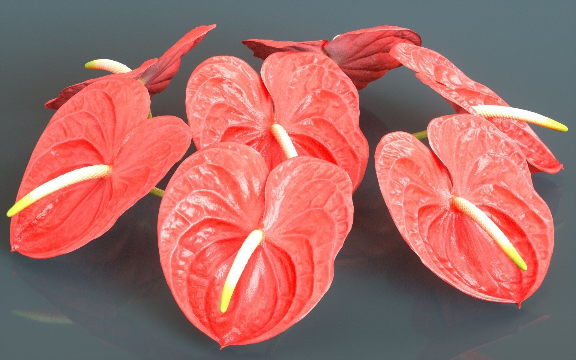 Painters Palette Anthurium Andraeanum Laceleaf Low-poly 3D model_2