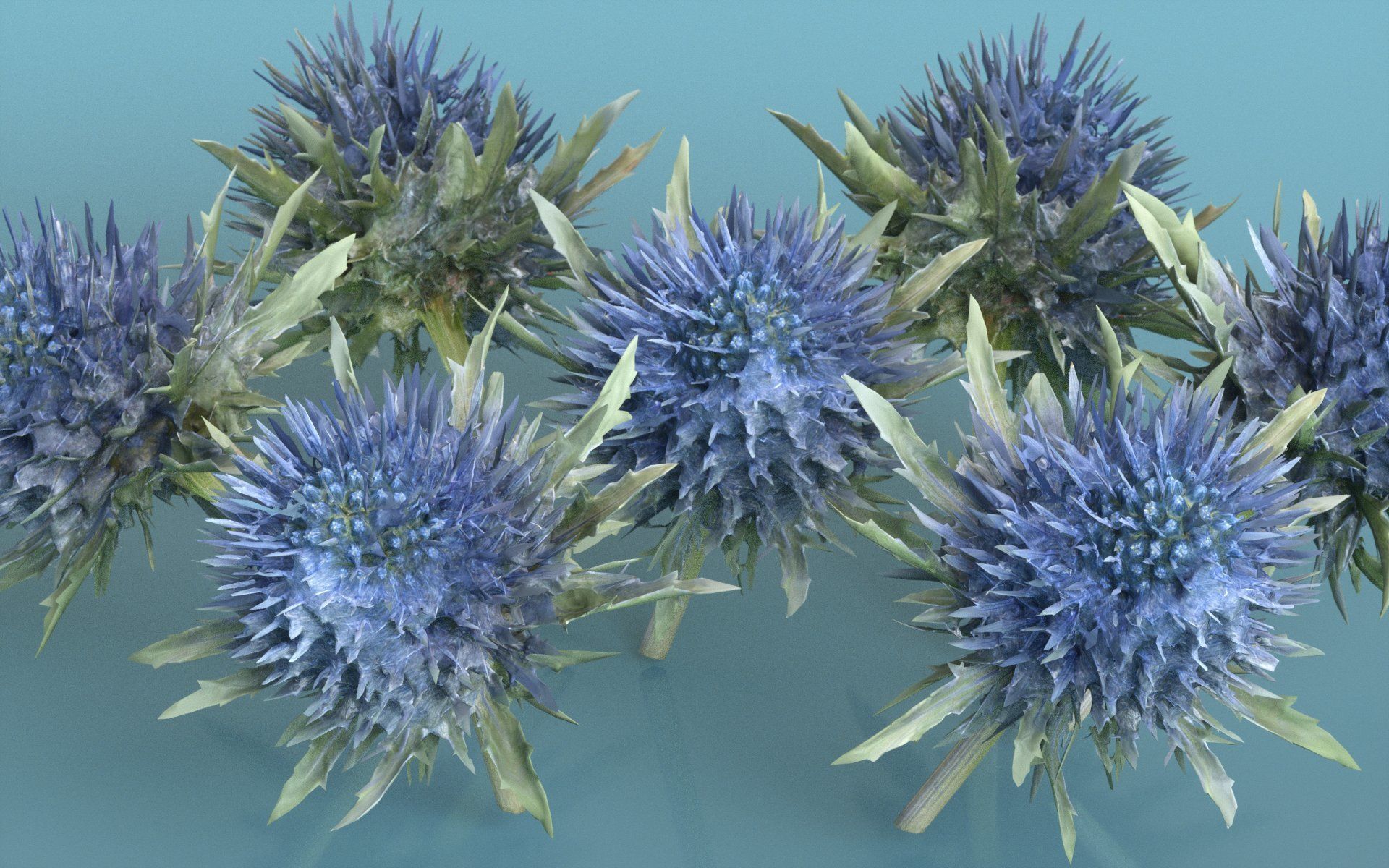 Milk Marian Mary Blessed Thistle Silybum Marianum Low-poly 3D model_1