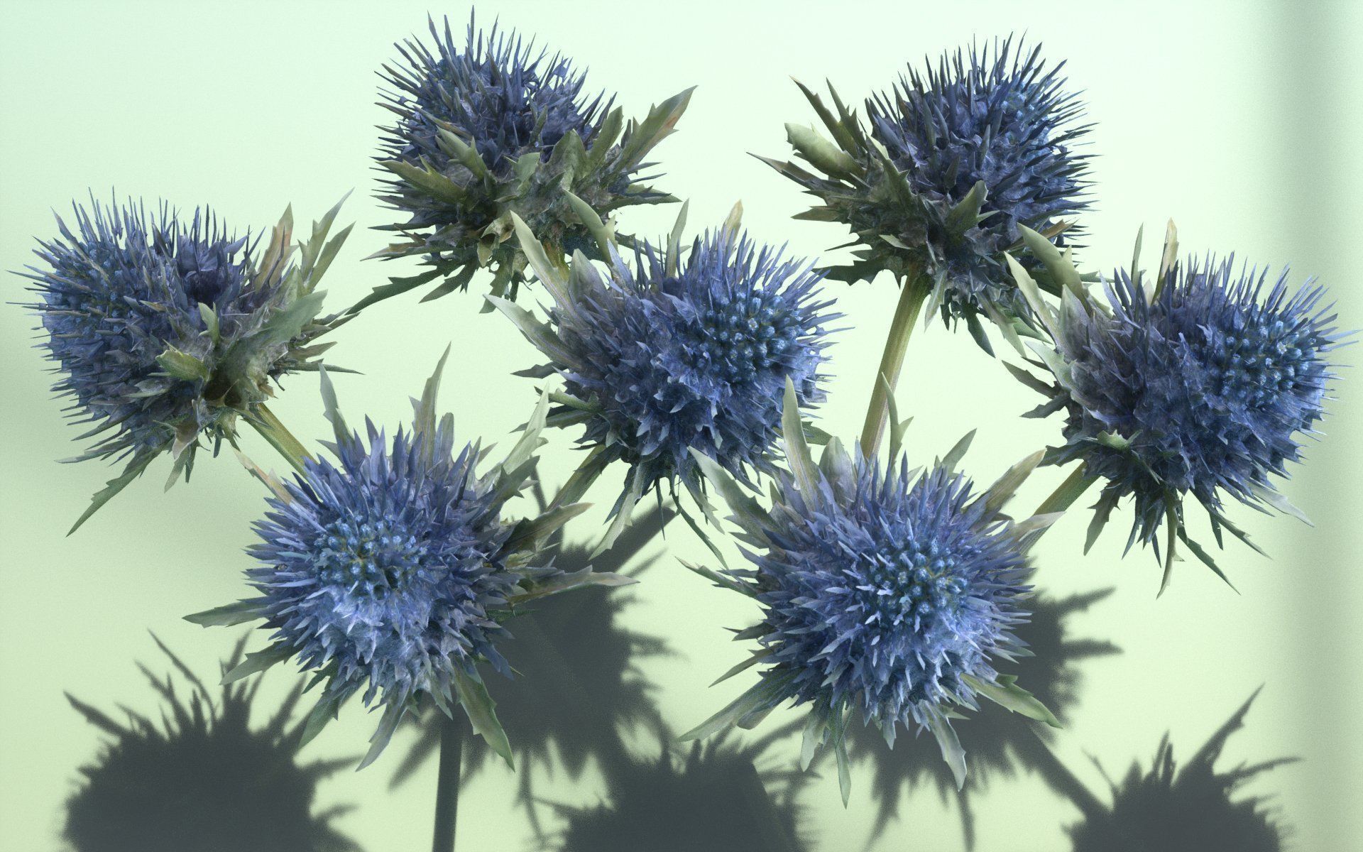 Milk Marian Mary Blessed Thistle Silybum Marianum Low-poly 3D model_3