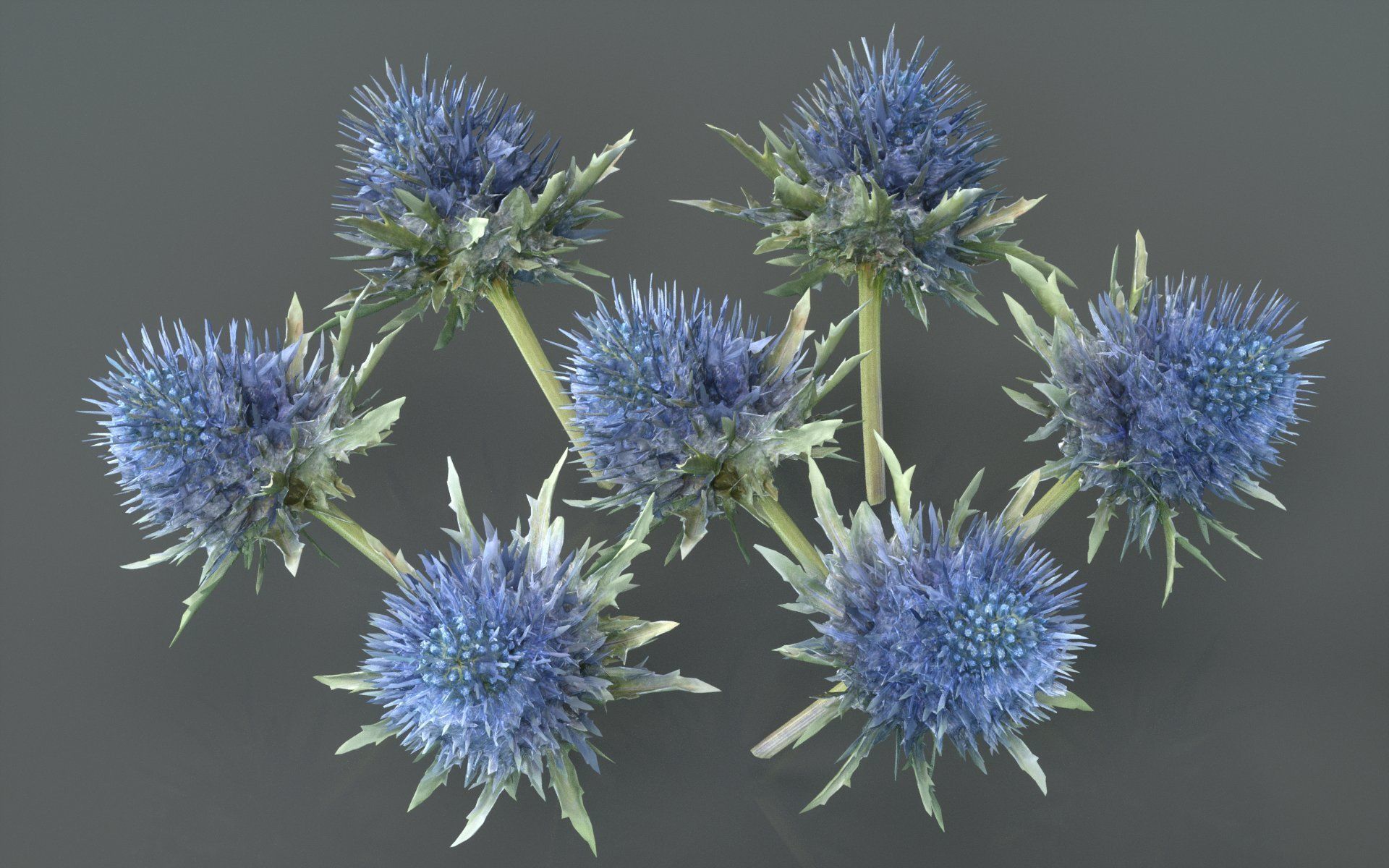 Milk Marian Mary Blessed Thistle Silybum Marianum Low-poly 3D model_4