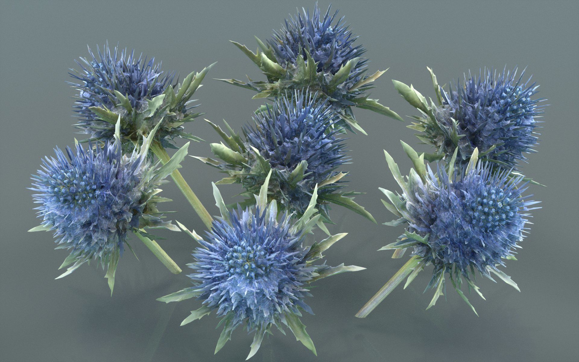 Milk Marian Mary Blessed Thistle Silybum Marianum Low-poly 3D model_5