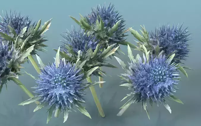 Milk Marian Mary Blessed Thistle Silybum Marianum Low-poly 3D model