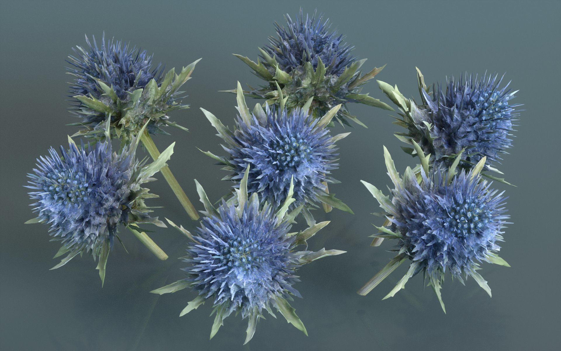 Milk Marian Mary Blessed Thistle Silybum Marianum Low-poly 3D model_2