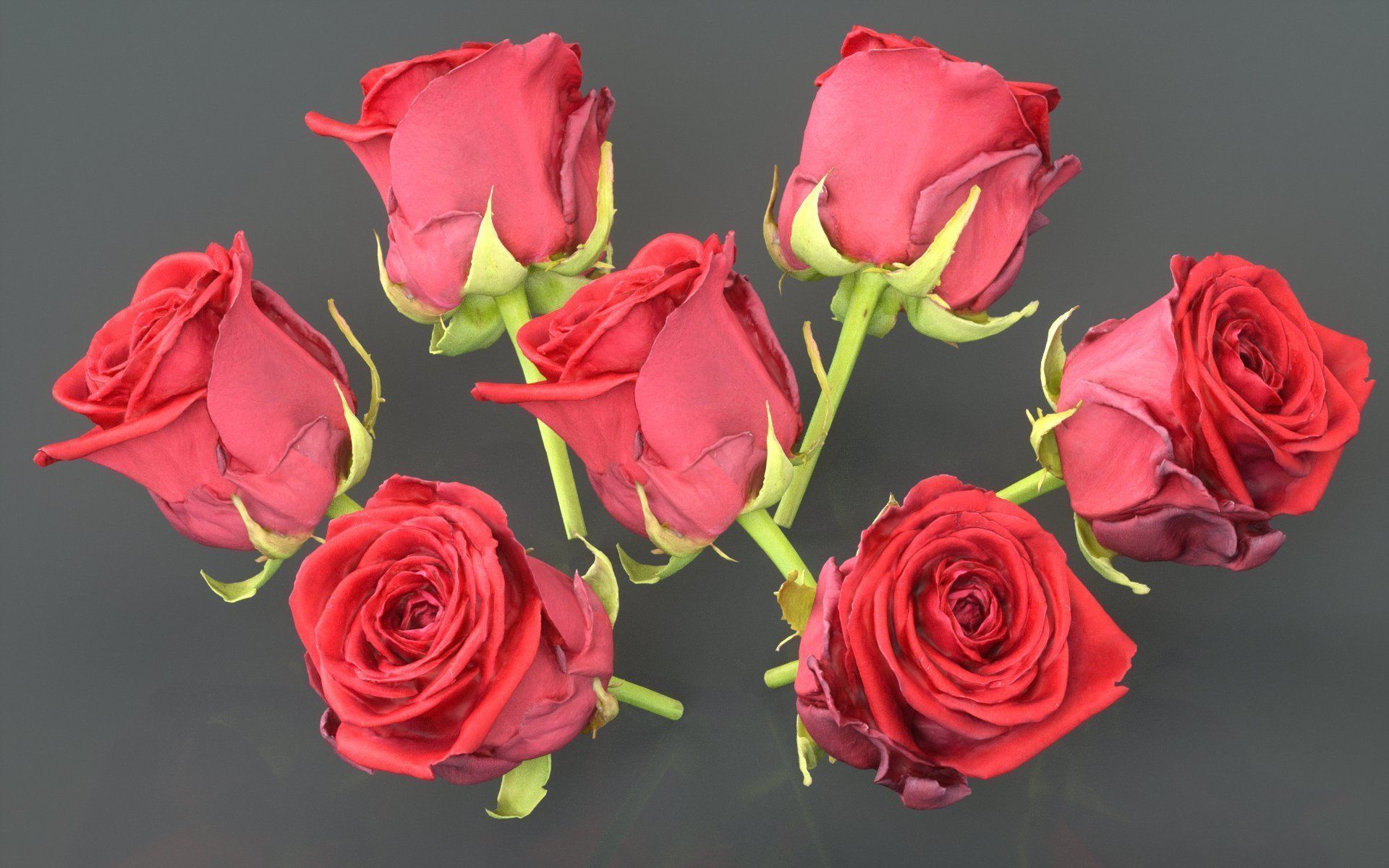 China Chinese Rose Rosa Chinensis 2 Low-poly 3D model_3