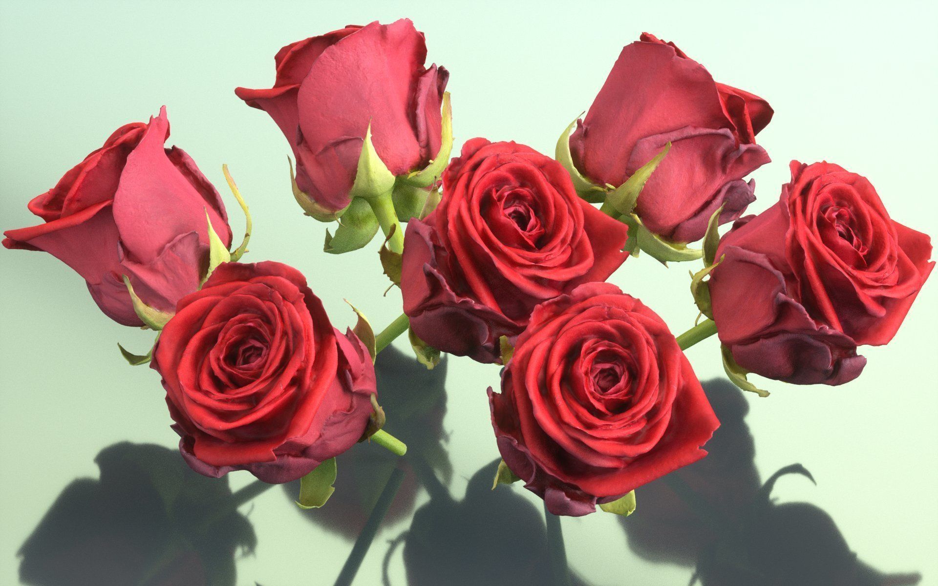 China Chinese Rose Rosa Chinensis 2 Low-poly 3D model_1