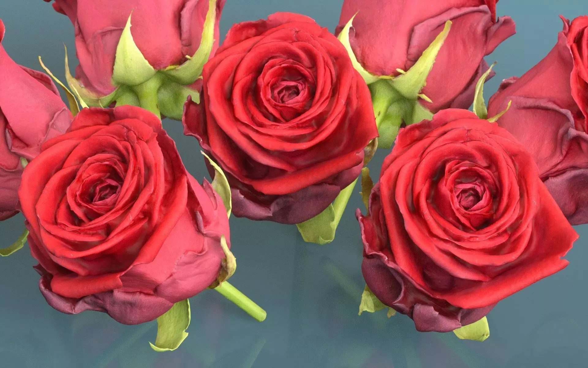 China Chinese Rose Rosa Chinensis 2 Low-poly 3D model_0