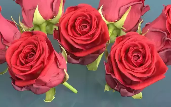 China Chinese Rose Rosa Chinensis 2 Low-poly 3D model