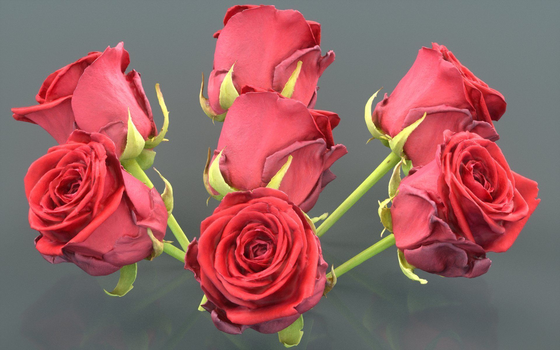 China Chinese Rose Rosa Chinensis 2 Low-poly 3D model_5
