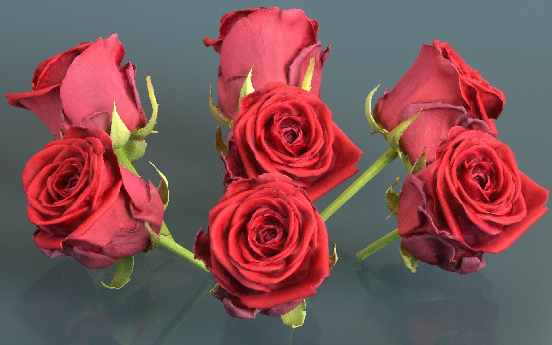 China Chinese Rose Rosa Chinensis 2 Low-poly 3D model_2