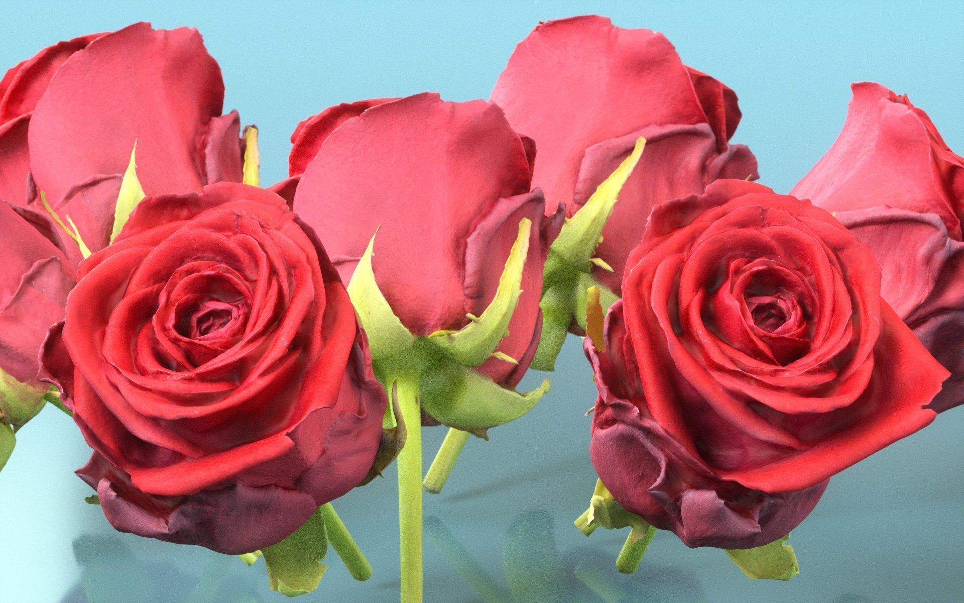 China Chinese Rose Rosa Chinensis 2 Low-poly 3D model_4