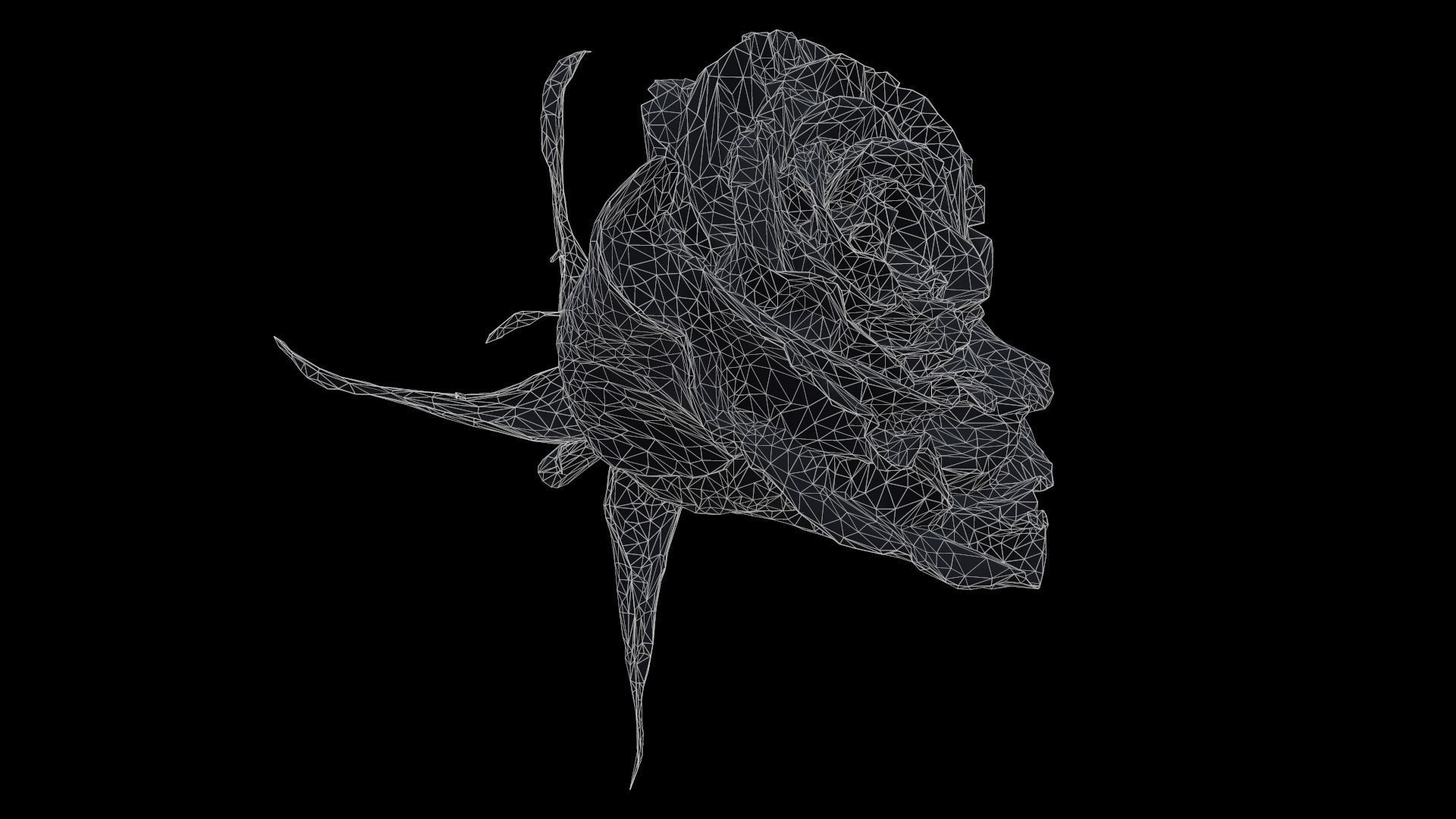 China Chinese Rose Rosa Chinensis Low-poly 3D model_6