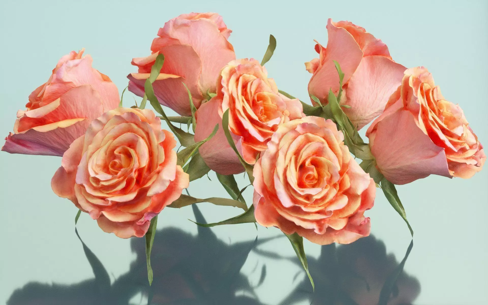 China Chinese Rose Rosa Chinensis Low-poly 3D model_0