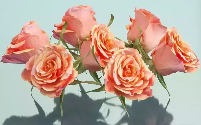 China Chinese Rose Rosa Chinensis Low-poly 3D model