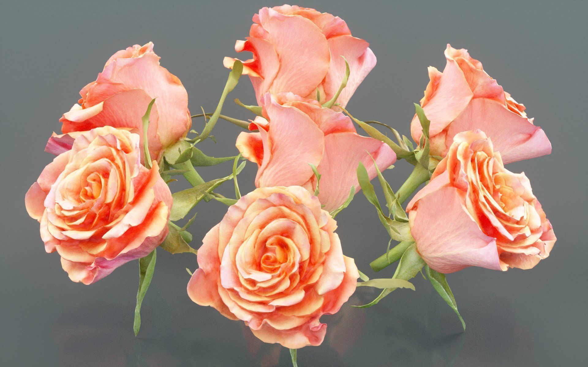 China Chinese Rose Rosa Chinensis Low-poly 3D model_5