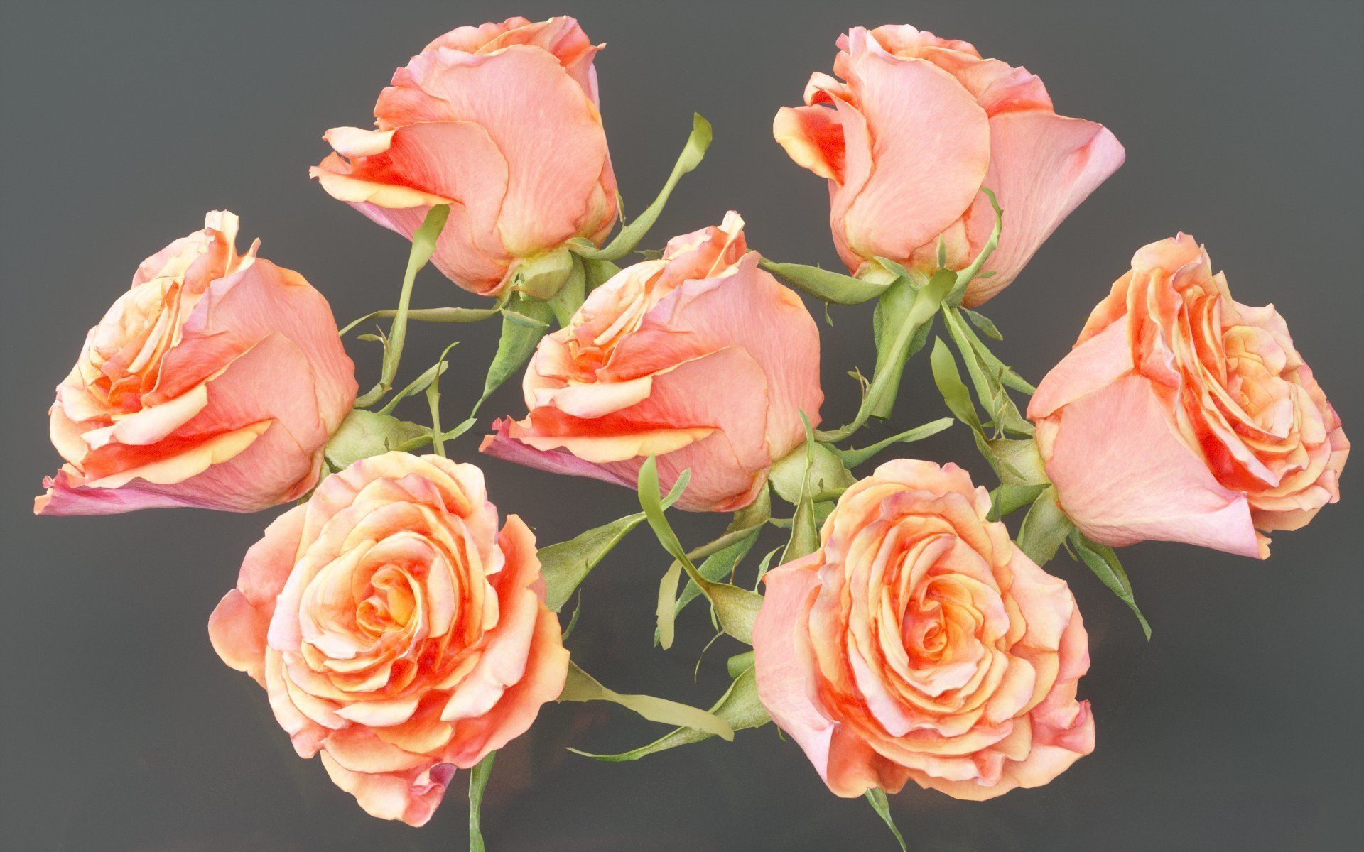 China Chinese Rose Rosa Chinensis Low-poly 3D model_2