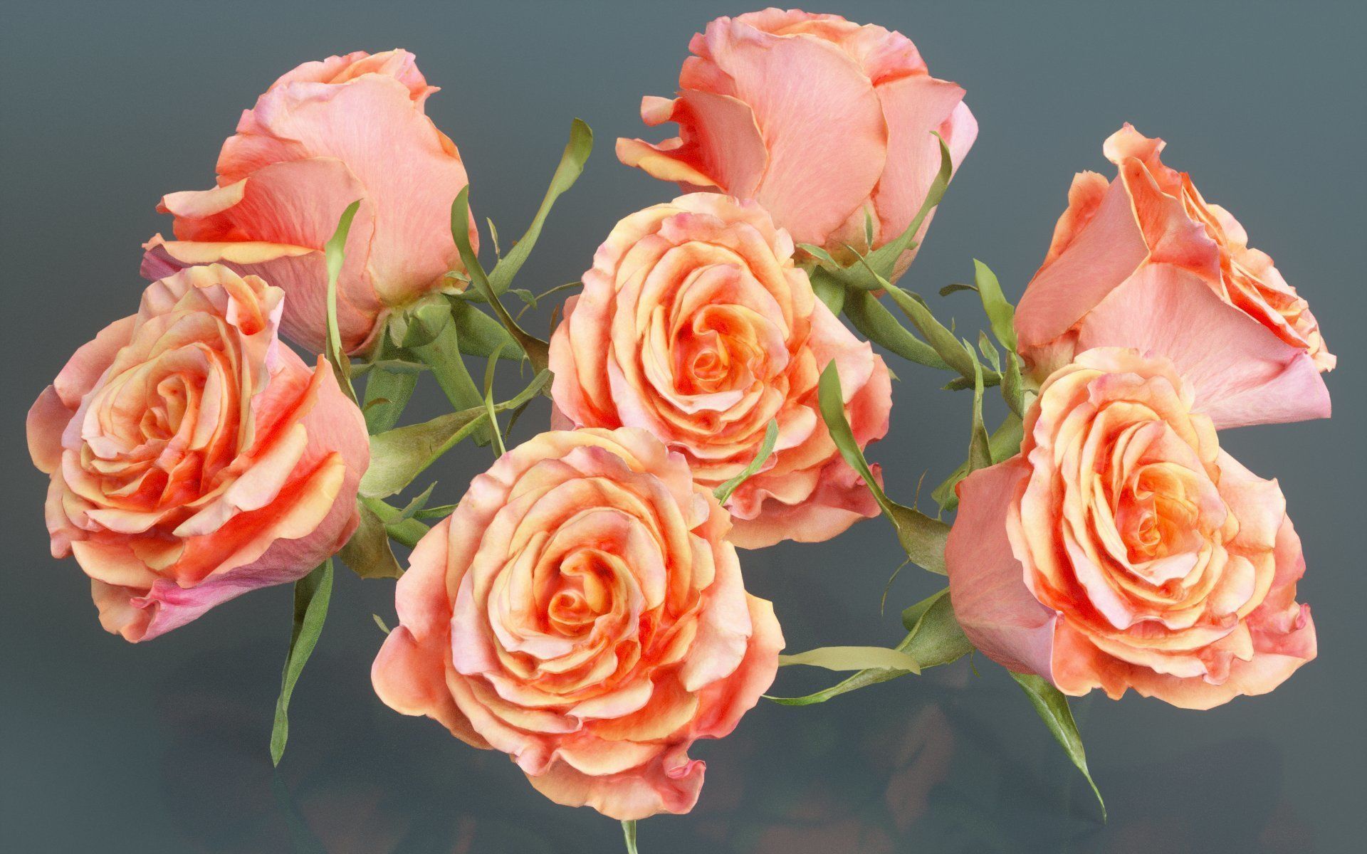 China Chinese Rose Rosa Chinensis Low-poly 3D model_1