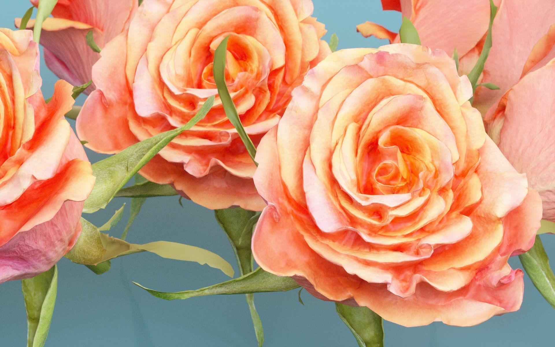 China Chinese Rose Rosa Chinensis Low-poly 3D model_3