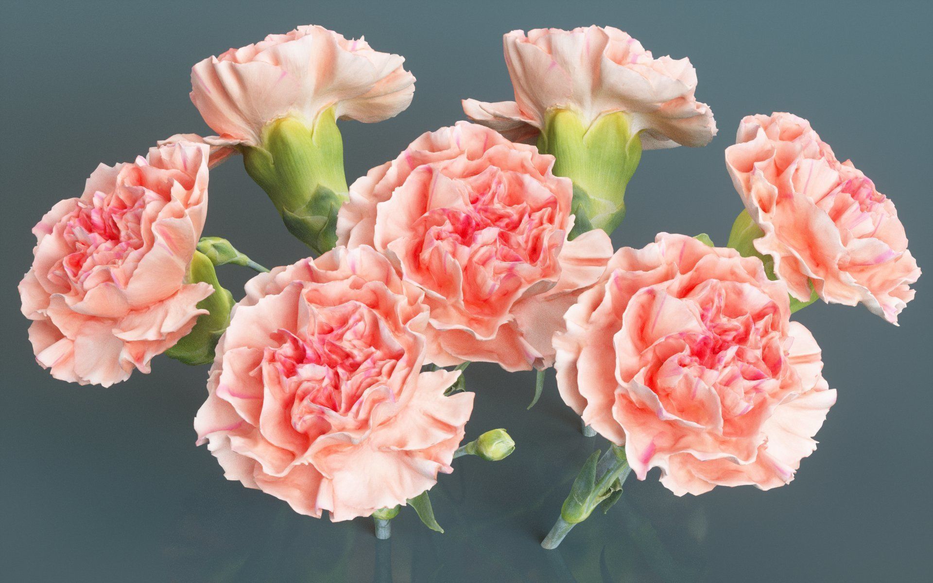 Carnation Clove Pink Dianthus Caryophyllus 2 Low-poly 3D model_1