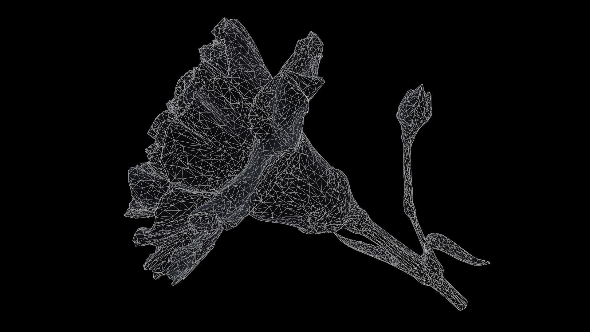 Carnation Clove Pink Dianthus Caryophyllus 2 Low-poly 3D model_6