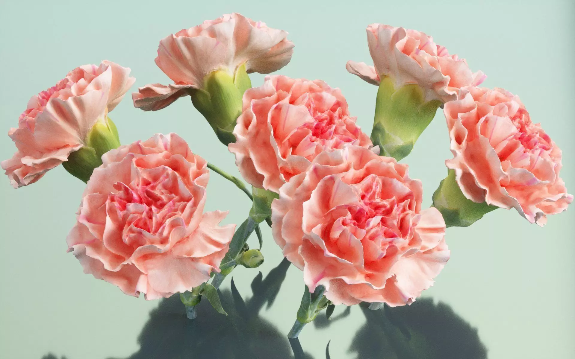 Carnation Clove Pink Dianthus Caryophyllus 2 Low-poly 3D model_0