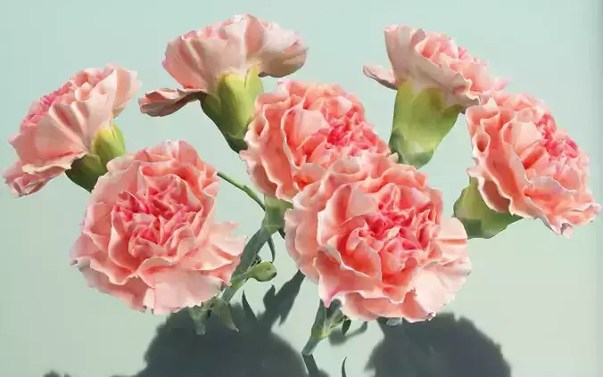 Carnation Clove Pink Dianthus Caryophyllus 2 Low-poly 3D model