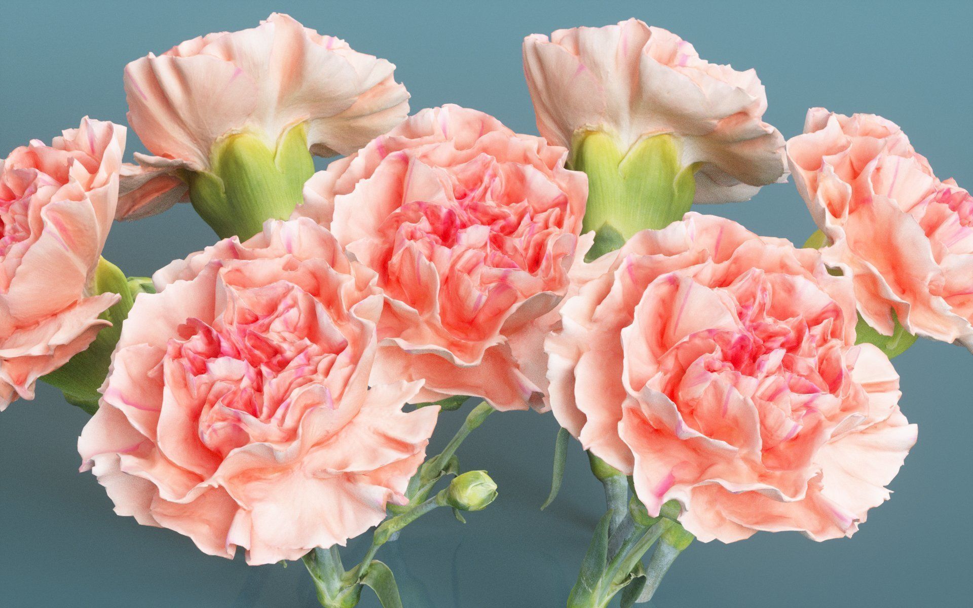 Carnation Clove Pink Dianthus Caryophyllus 2 Low-poly 3D model_3