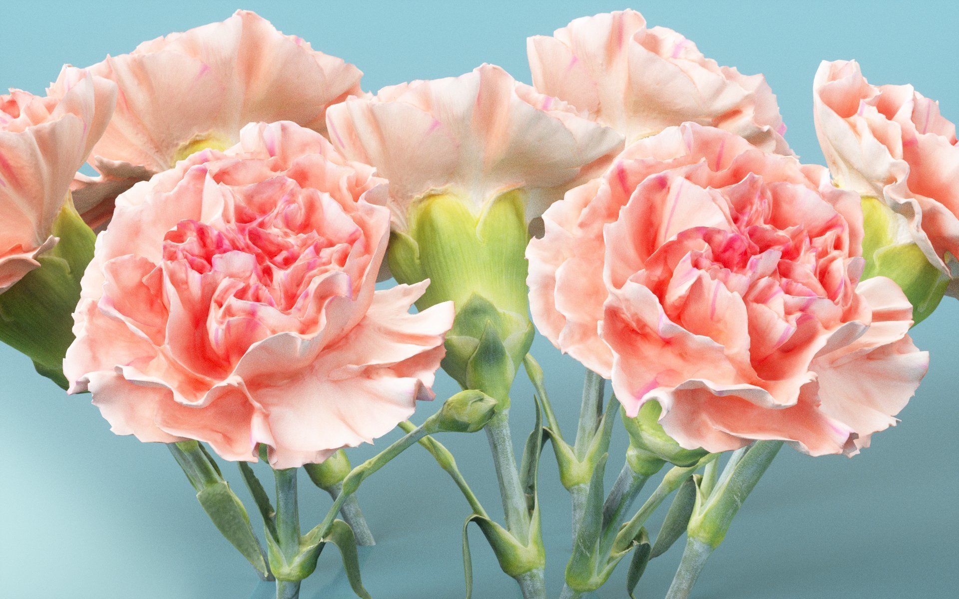 Carnation Clove Pink Dianthus Caryophyllus 2 Low-poly 3D model_4