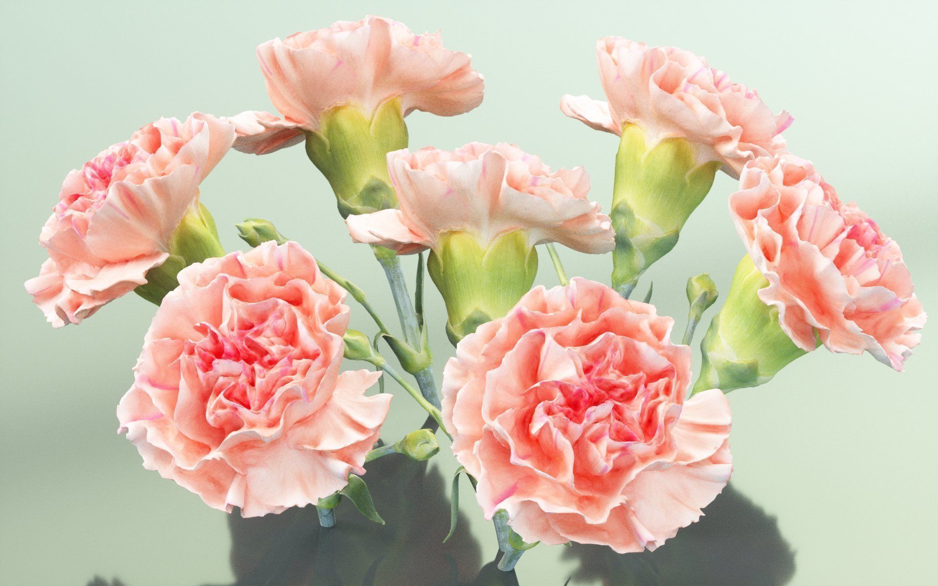 Carnation Clove Pink Dianthus Caryophyllus 2 Low-poly 3D model_5