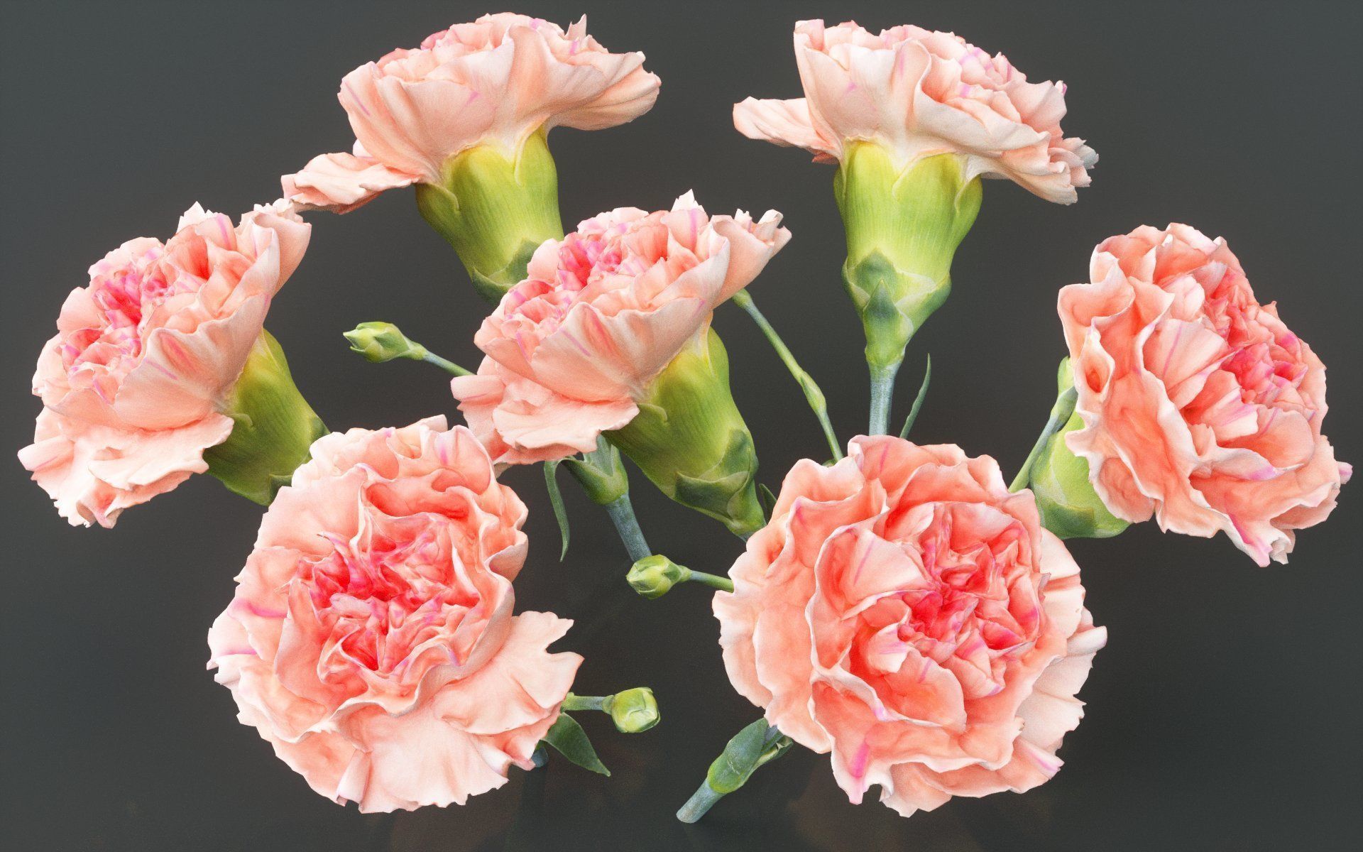 Carnation Clove Pink Dianthus Caryophyllus 2 Low-poly 3D model_2