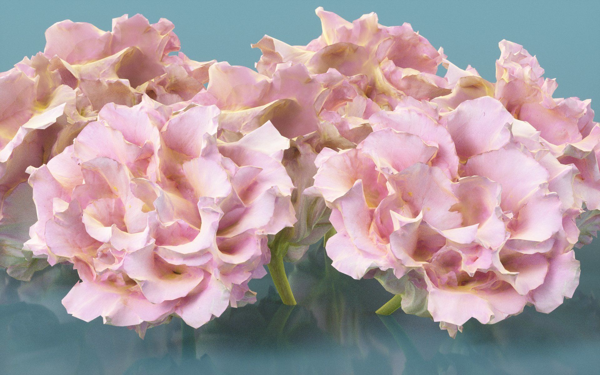 Carnation Clove Pink Dianthus Caryophyllus Low-poly 3D model_4