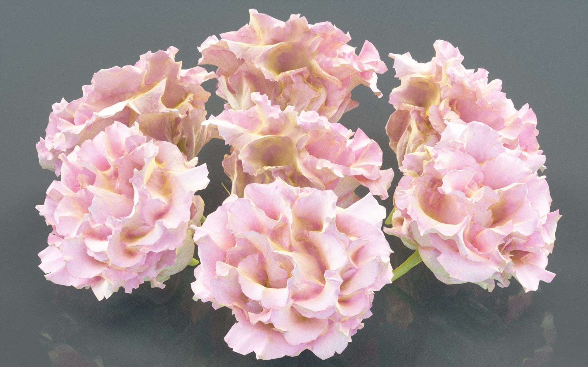 Carnation Clove Pink Dianthus Caryophyllus Low-poly 3D model_5