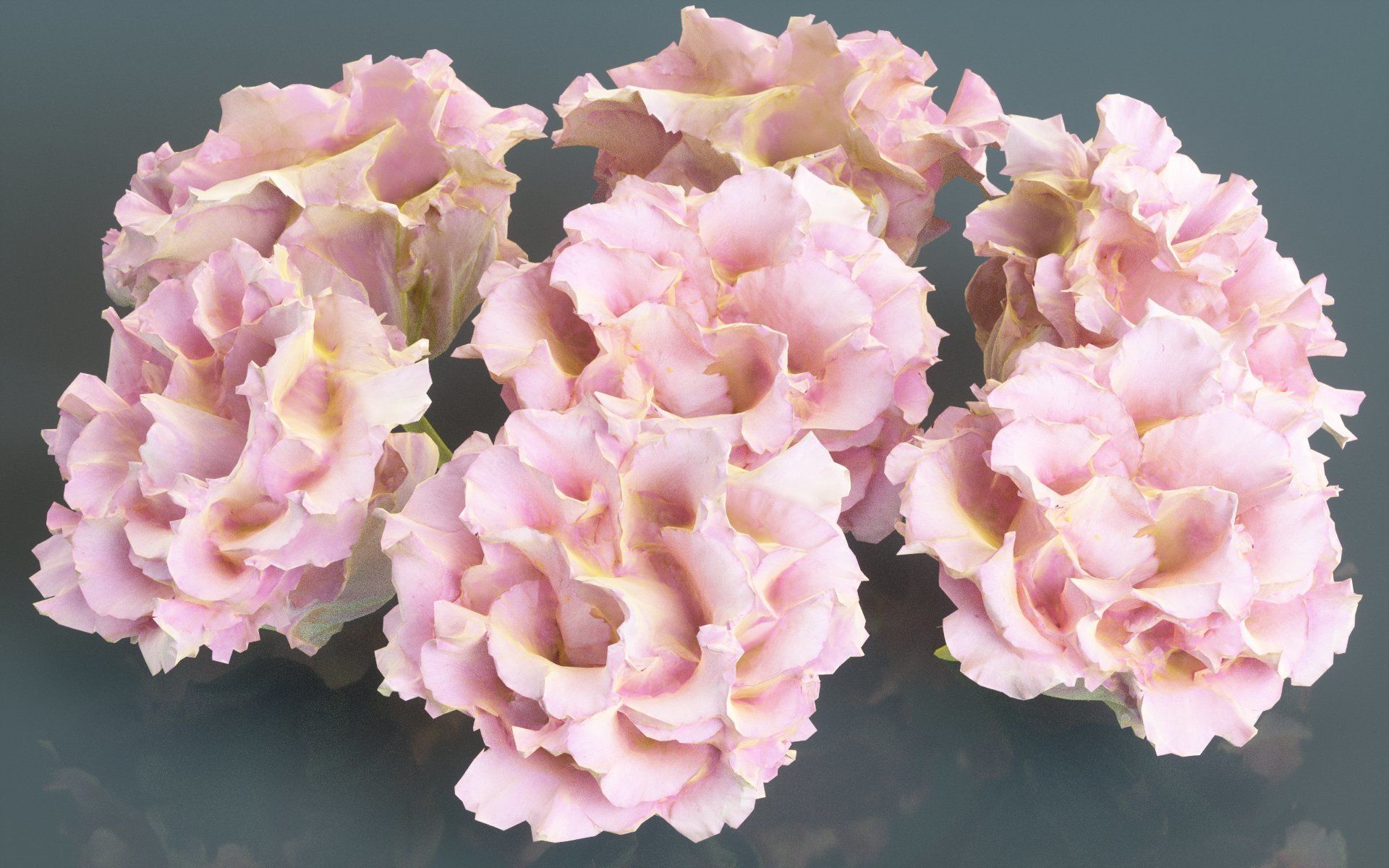 Carnation Clove Pink Dianthus Caryophyllus Low-poly 3D model_1