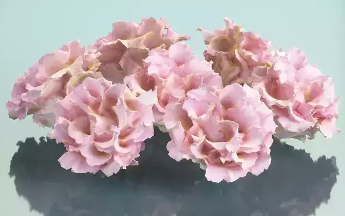 Carnation Clove Pink Dianthus Caryophyllus Low-poly 3D model