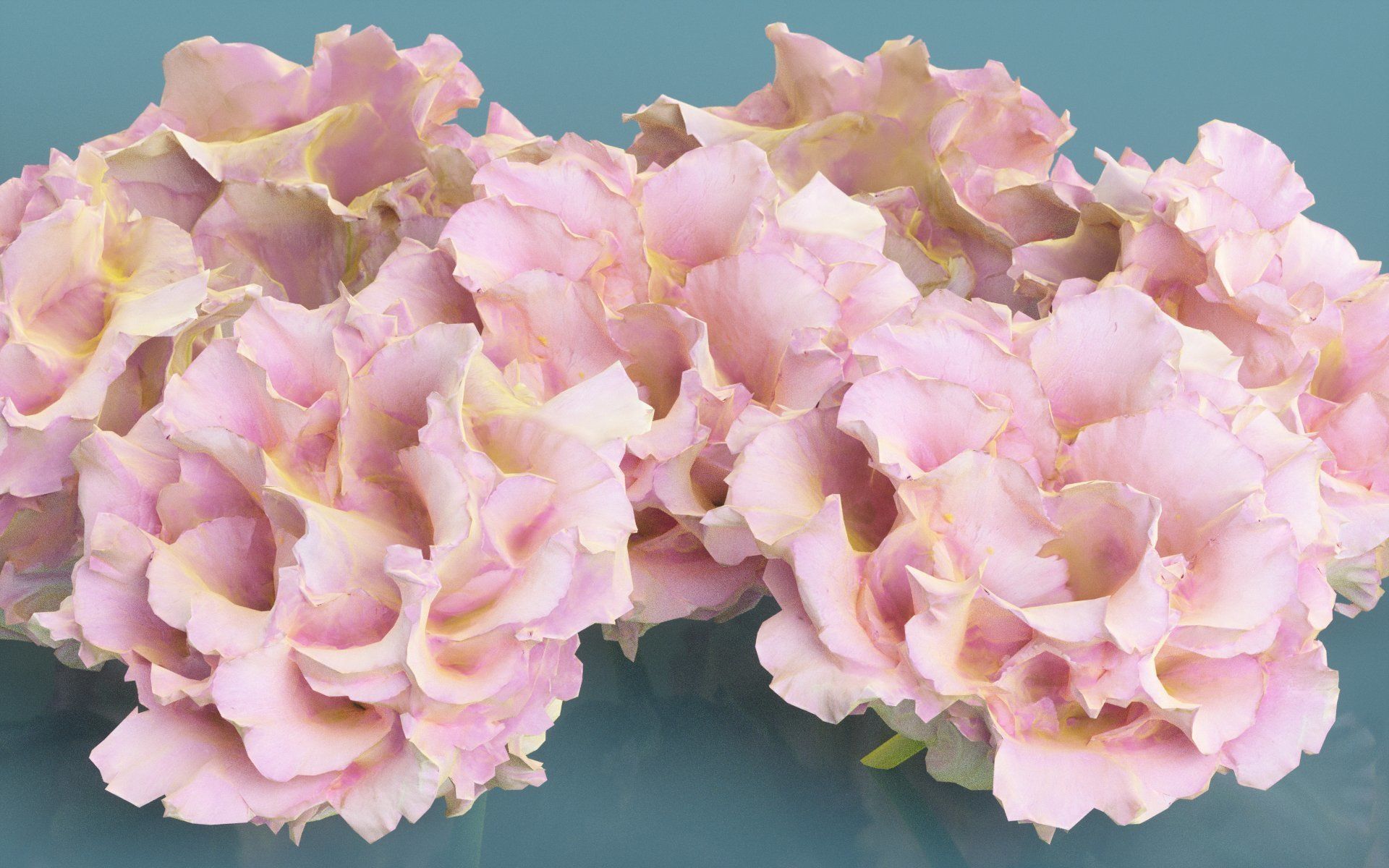 Carnation Clove Pink Dianthus Caryophyllus Low-poly 3D model_3
