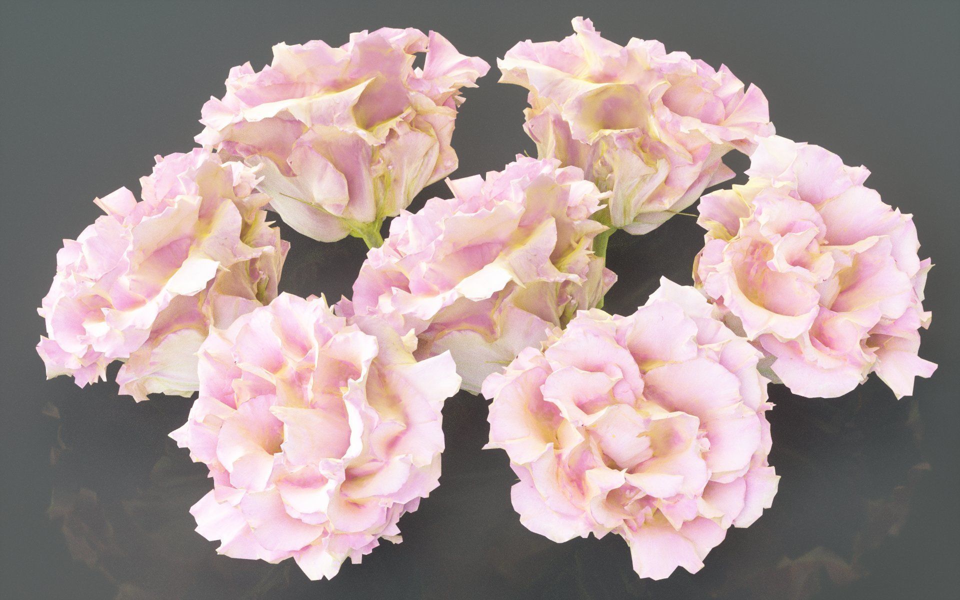 Carnation Clove Pink Dianthus Caryophyllus Low-poly 3D model_2