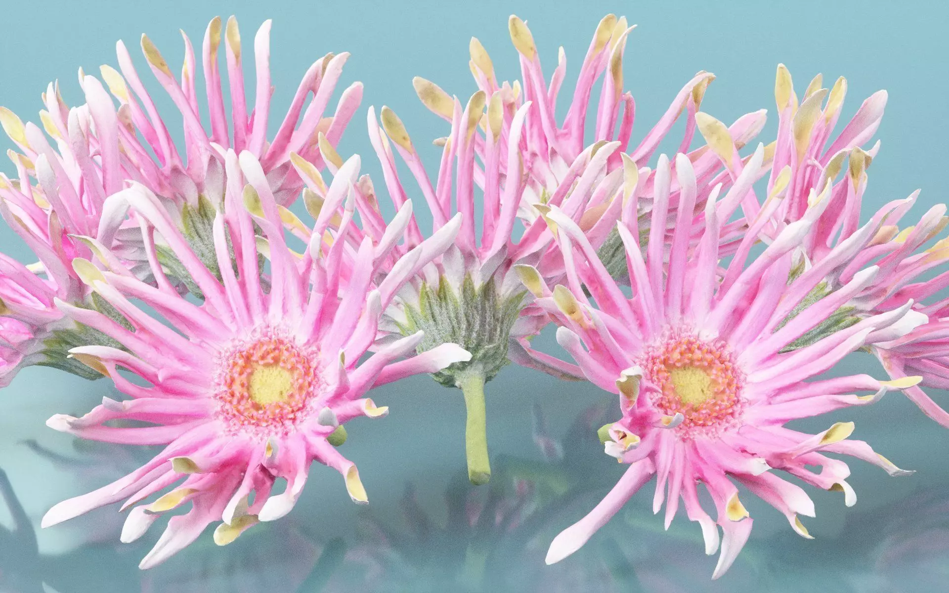 Barberton Daisy Gerbera Jamesonii 2 Low-poly 3D model_0