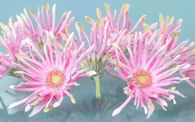 Barberton Daisy Gerbera Jamesonii 2 Low-poly 3D model