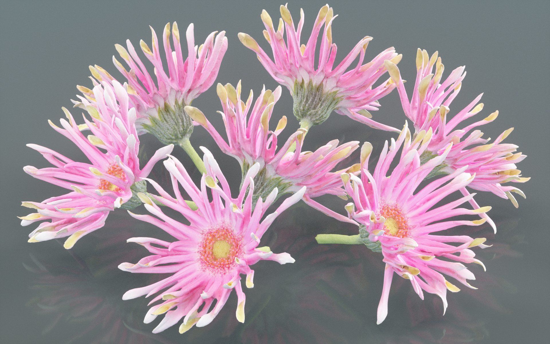 Barberton Daisy Gerbera Jamesonii 2 Low-poly 3D model_5
